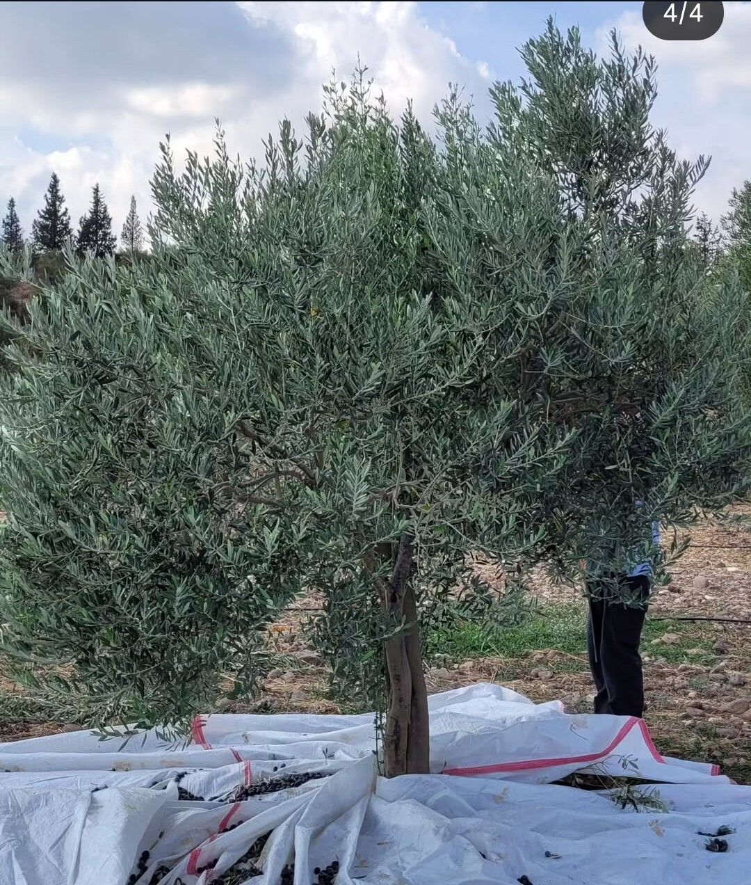 Zeytinin Yağa Dönüşen Yolculuğu