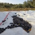 Zeytinyağı 1 Lt Cam Şişe