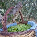 Yeşil Kırma Zeytin 1.250 Gr